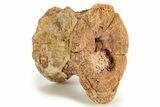 Triassic Fossil Phytosaur Vertebra Centrum - Texas #315769-1